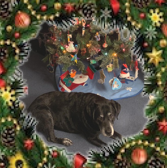 Meet your Posher, Janice - Picture 1 of 1